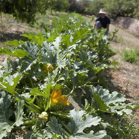 Sa Carrotja - Adults Only 3*
